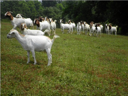 24 nanny goats heading for the barn