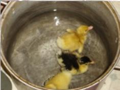 Three fluffy baby ducks swimming in a big metal pot of water.  Two are bright yellow, one is black and yellow.